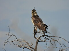 Buteogallus coronatus