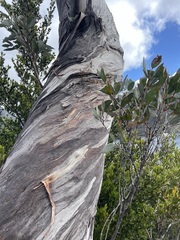 Eucalyptus coccifera