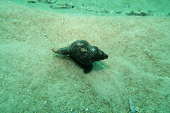 Australaria australasia