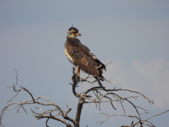 Buteogallus coronatus