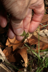 Cheilanthes sieberi sieberi