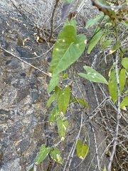 Funastrum cynanchoides