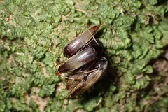 Ctenoplectron