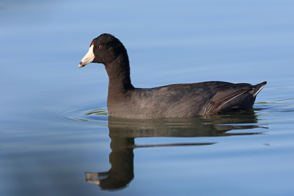 American Coot