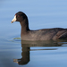 North American Coot - Photo (c) Nigel Voaden, some rights reserved (CC BY)