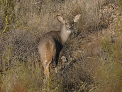 Odocoileus virginianus couesi
