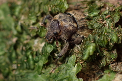 Psepholax