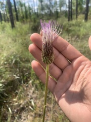 Cirsium lecontei