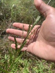 Cirsium lecontei