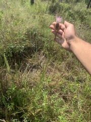 Cirsium lecontei