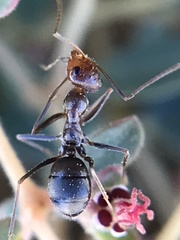 Endiodioctes