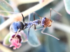 Endiodioctes