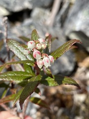 Gaultheria hispida