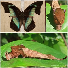 Archaeoprepona demophon