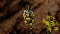 Hebenstretia parviflora