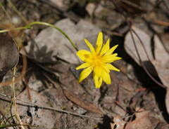 Microseris walteri