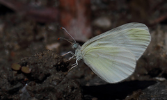 Leptidea duponcheli