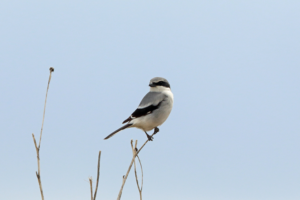 Prairie Loggerhead Shrike