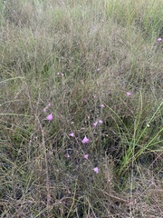 Agalinis linifolia