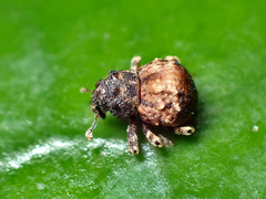 Crooktacalles certus
