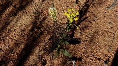 Hebenstretia parviflora