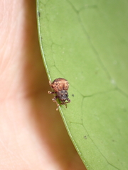 Crooktacalles certus