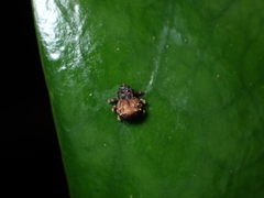 Crooktacalles certus