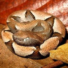 Murici Lancehead photo 2