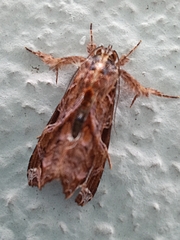 Callopistria floridensis