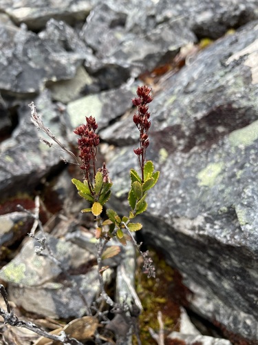 Tetracarpaea tasmannica (Tetracarpaea tasmannica)