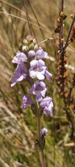 Euphrasia collina