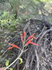 Justicia californica