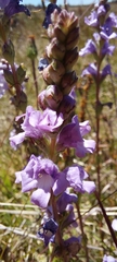Euphrasia collina