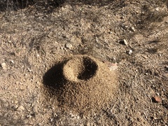 Acromyrmex versicolor