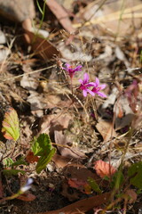 Pelargonium rodneyanum