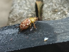 Calotheca