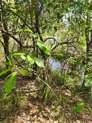 Chionanthus ramiflorus
