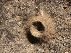 Acromyrmex versicolor