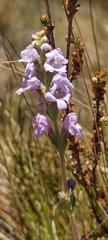 Euphrasia collina