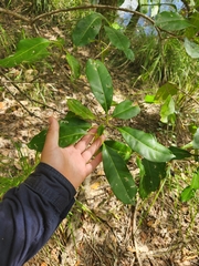 Chionanthus ramiflorus