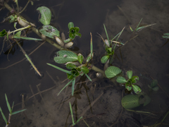 Ludwigia adscendens