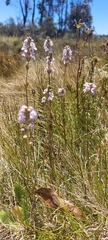 Euphrasia collina