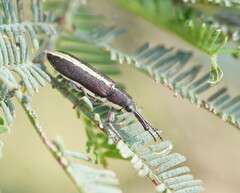Rhinotia melanocephala
