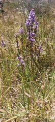 Euphrasia collina