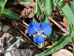 Commelina cyanea