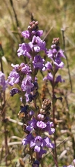 Euphrasia collina