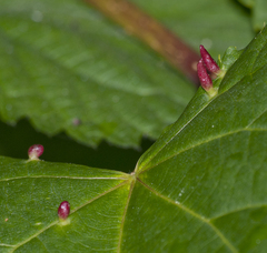 Eriophyes tiliae