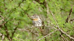 Nystalus maculatus