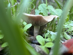Hebeloma velutipes