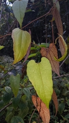 Raphidiocystis brachypoda